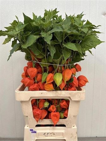 Physalis Lampion Tak 70cm