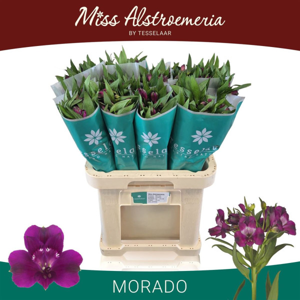 Alstroemeria Morado 70cm Tesselaar Alstroemeria