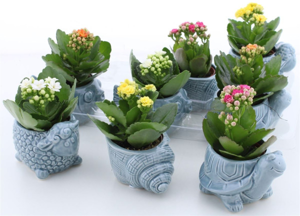 Arr Kalanchoe-1