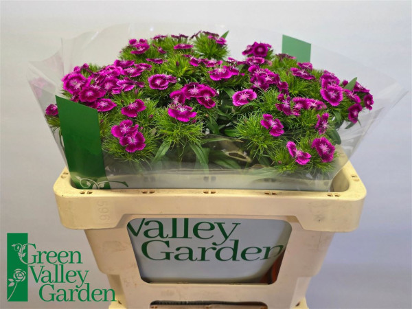 Dianthus Barbatus Sweet