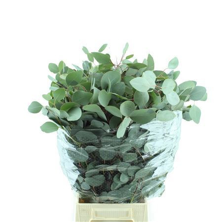 Populus Lang