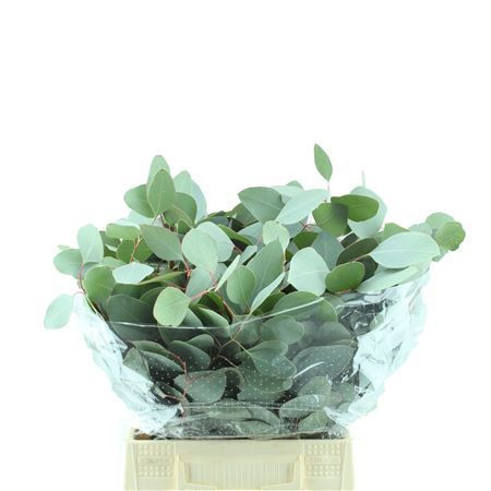 Populus Kort