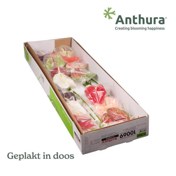 Anth A Gem Anthuraflower 16