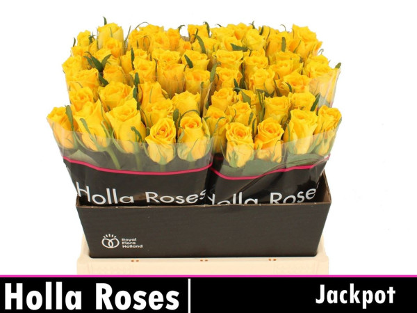 R Gr Jackpot+ 40cm Holla Roses BV