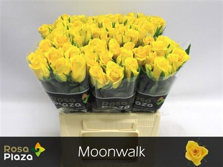 Moonwalk 40cm Rosa Plaza A Q Roses