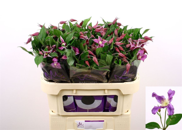 Clem Amazing Rome 70cm Marginpar / BM