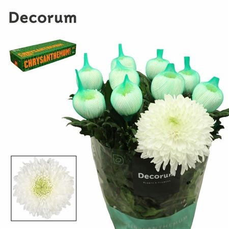 Chr G Magnum Decorum ArcadiA