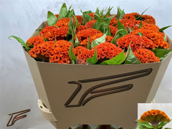 Cel C Extrem Orange