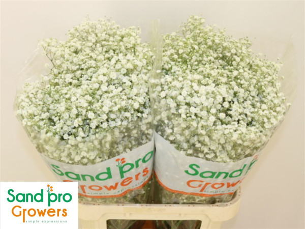 Gyps Pa Xlence 80cm Sand Pro Growers