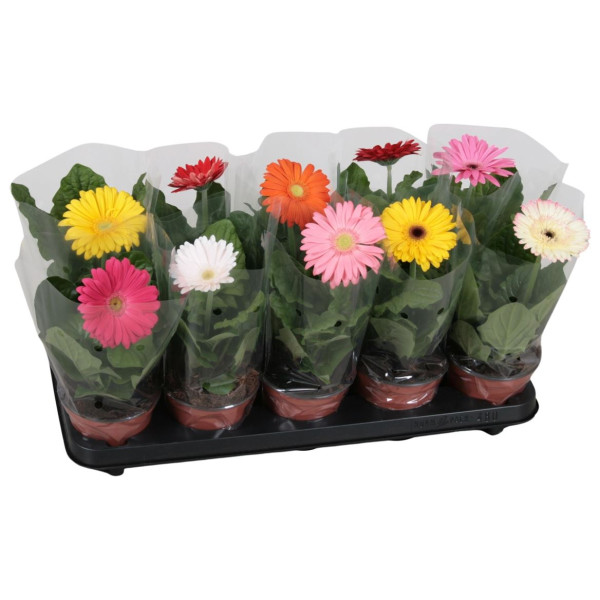 Gerbera Belicht 1 Bl 12/20