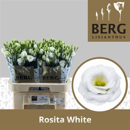 Eus G Rosi White Berglisianthus
