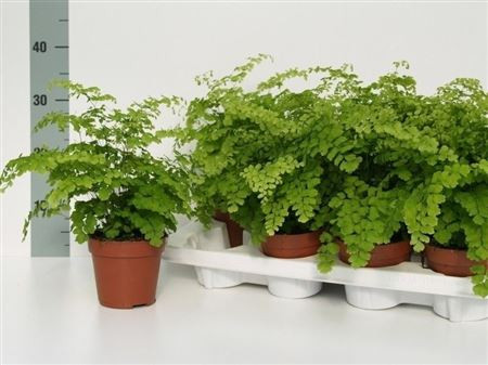 Adian Rad Fragrans