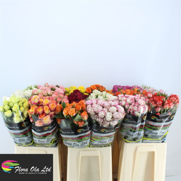 R Tr Gem In Fust 60cm Flora Ola Ltd.