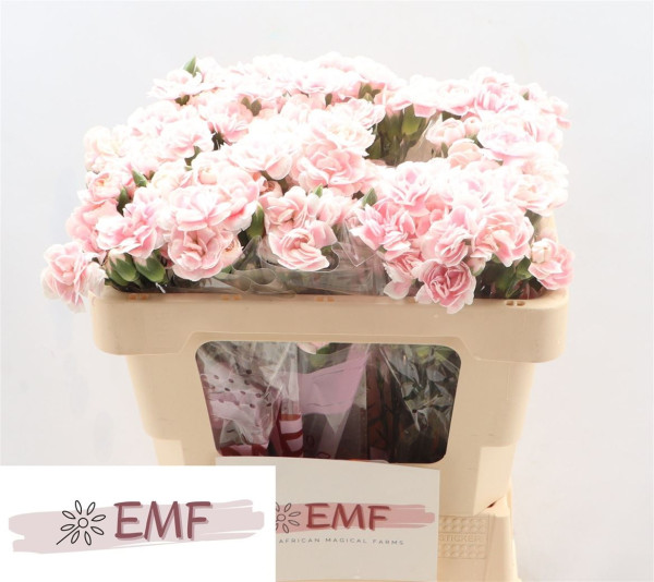 Di Tr Cosmopink 50cm
