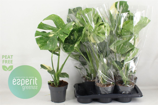 Monstera Del Thai Co