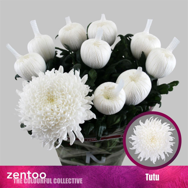 Chr G Tutu Zentoo