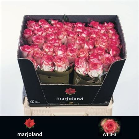 R Gr Jumilia 60cm Marjoland