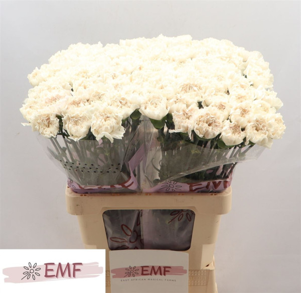 Di St Moon Golem 65cm EMF