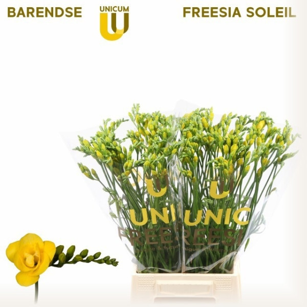 Fr Du Soleil