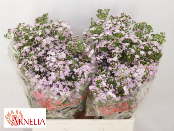 Chame Un Danc Queen 60cm Arnelia