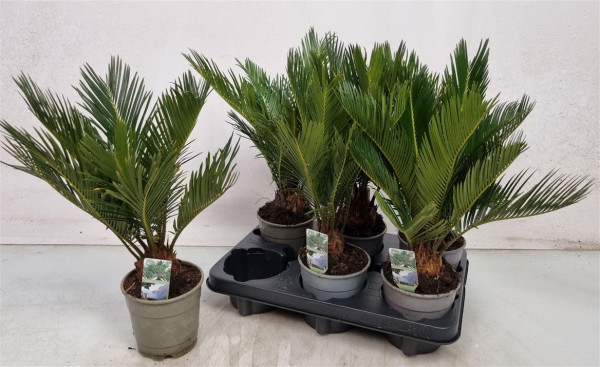 Cycas Revoluta