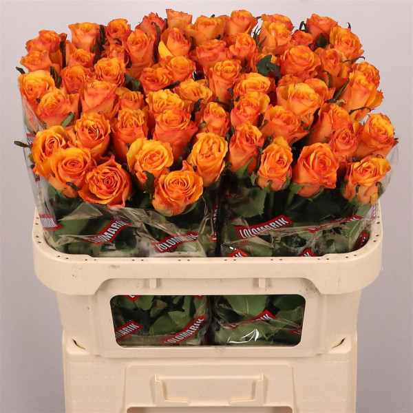 R Gr Tycoon 70cm