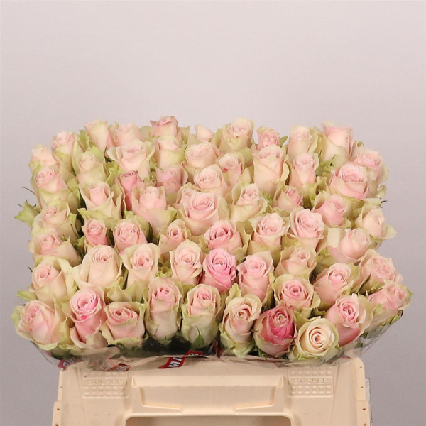 R Gr Pink Athena 35cm Timaflor / Fresco
