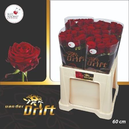 R Gr Red Naomi! 60cm Marc van der Drift