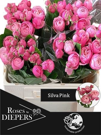 Silva Pink 40cm Diepers Rosen