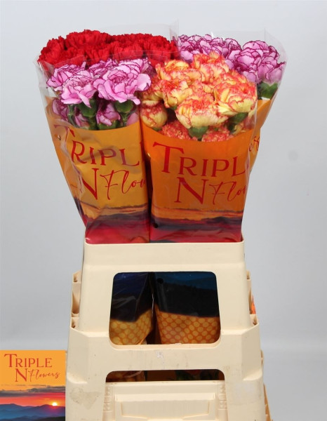 Di St Gem TripleN