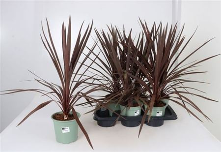 Cord Aus Red Star