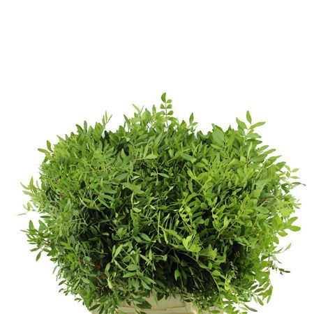 Pistacia 45cm