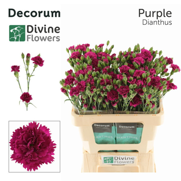 Di Fiorino Purple 60cm
