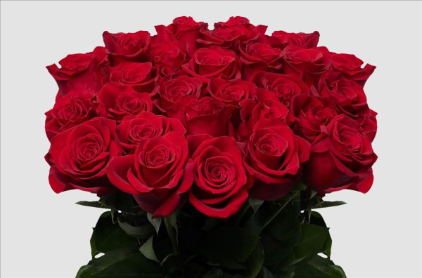 Rosa Ec Freedom 50cm Mystic Flowers S.A.