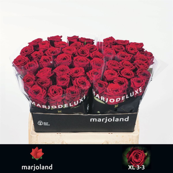 R Gr Red Naomi! 55cm Marjoland XL
