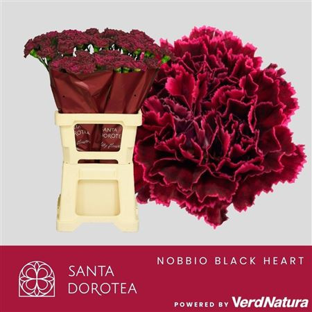 Di St Nobbio Black Hear 65cm 