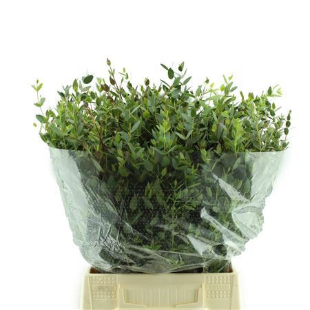 Parvifolia Kort 45cm
