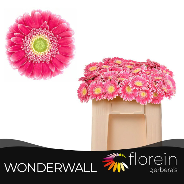 Ge Mi Wonderwall