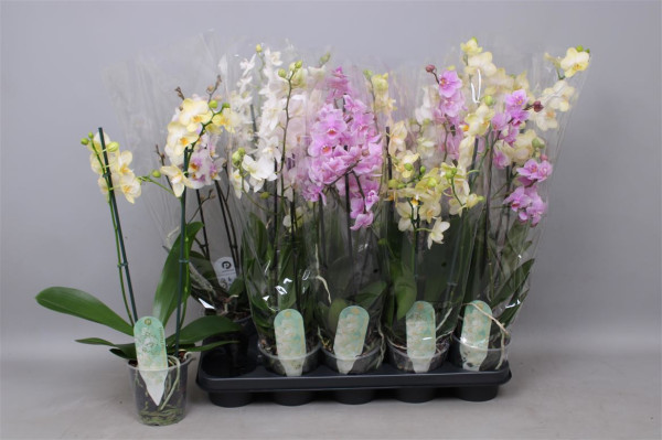 Phal Mf Gem 3 Kl