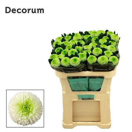 Chr G Alibaba Decorum ArcadiA