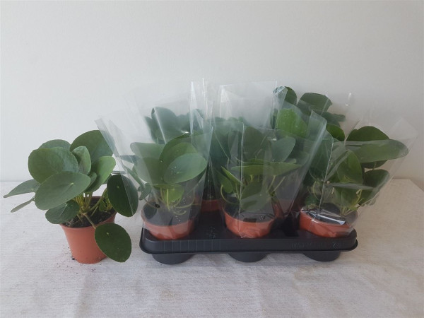 Pilea Peperomioides 