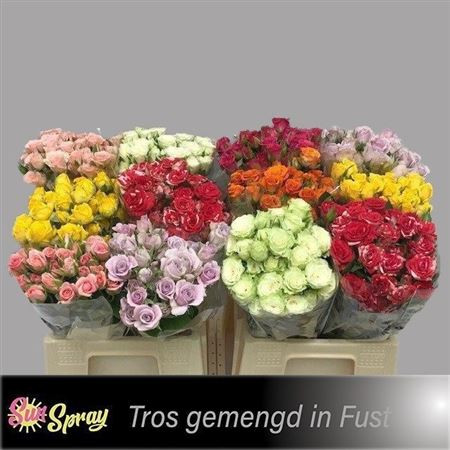 R Tr Gem In Fust 40cm Sun Spray