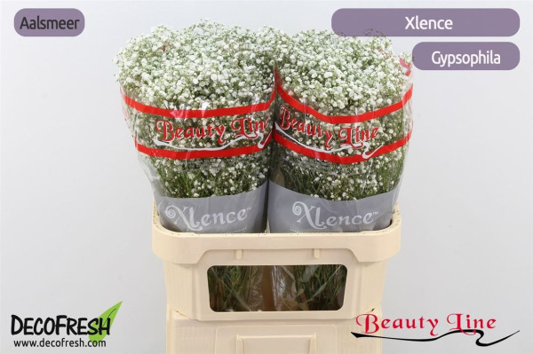 Gyps Pa Xlence Beuty Line-1