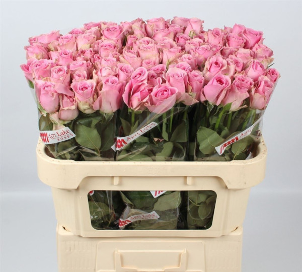R Gr Wham 70cm Agri Lake Roses