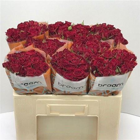R Tr Rubicon 50cm Braam Roses