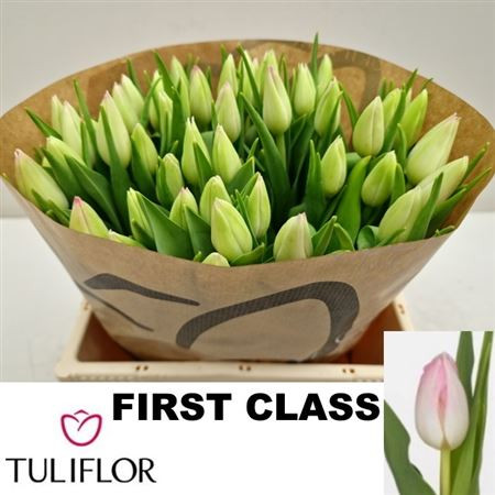 Tu En First Class
