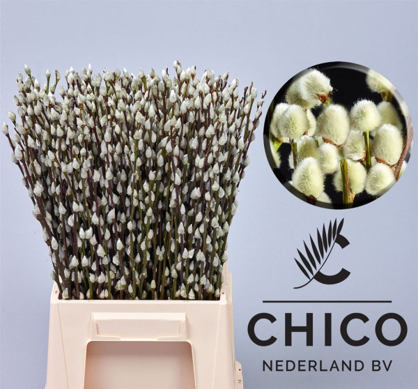 Salix Caprea Snow Flake 50cm Chico Nederland BV