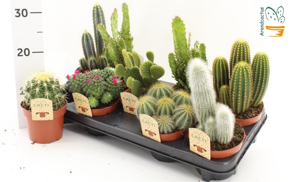 Cactus Gem-1