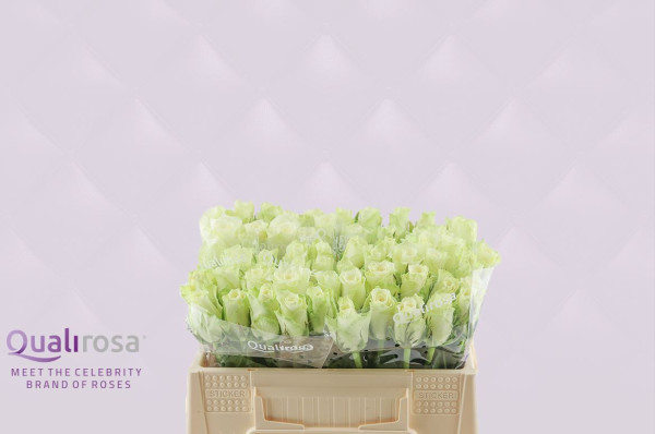 R Gr Athena 30cm QualiRosa