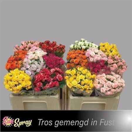 R Tr Gem In Fust 50cm Sun Spray